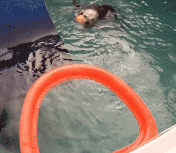 Fun) Une loutre de mer capable de dunker !